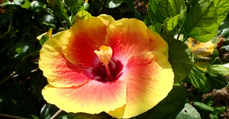 �h�N�^�[�\���b�X�L���P�A�V���[�Y�I�y��b���ϕi7�񕪃��j�^�[�Z�b�g�z
���T�C�g